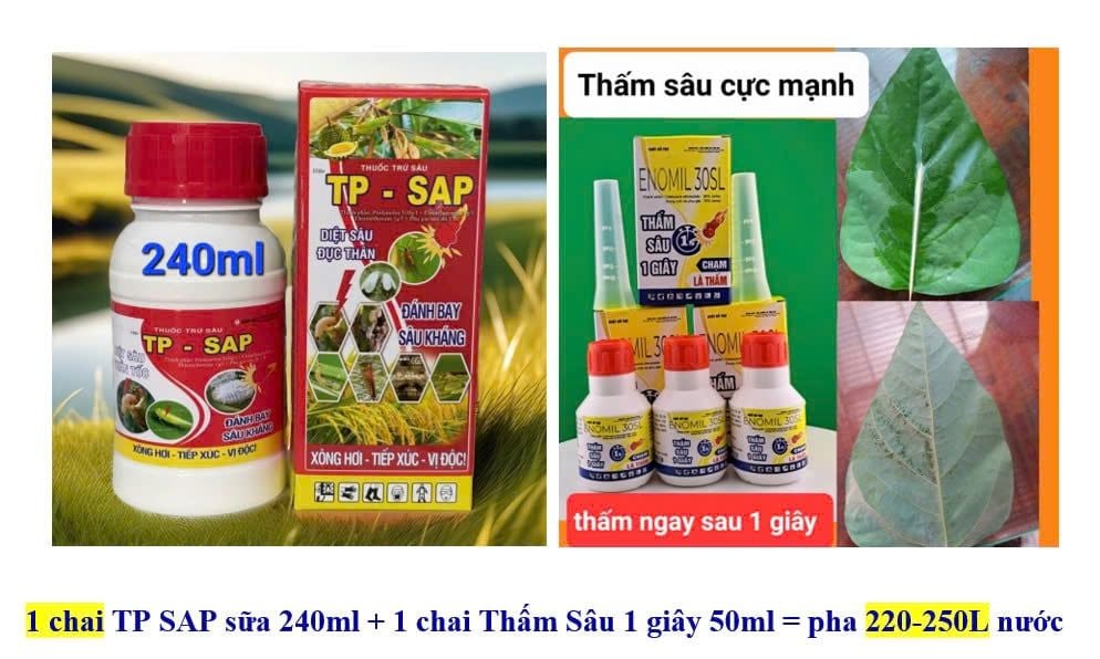 (chuyên rệp sáp) phòng trừ rệp sáp trên mít, sầu riêng, cà phê, rệp sáp mãng cầu, rệp sáp xoài, bưởi