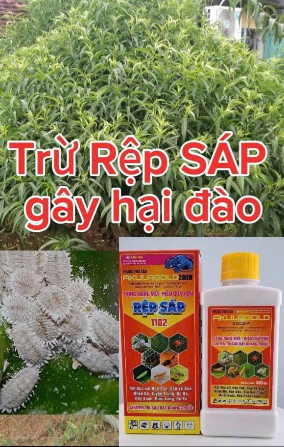 (Rệp sáp cây đào) Phòng trừ rệp sáp gây hại cây đào, không nóng, mát cây, mát bông