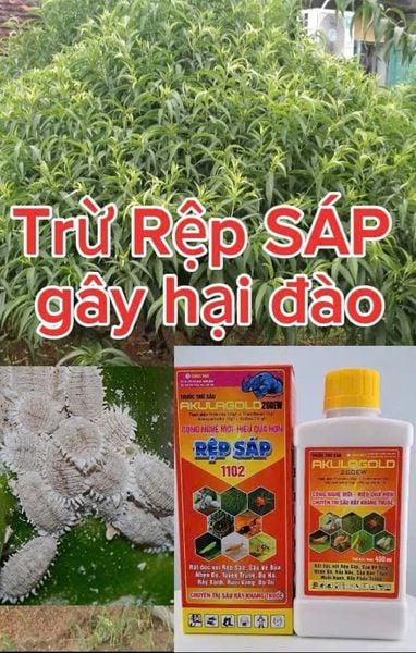 (Rệp sáp cây đào) Phòng trừ rệp sáp gây hại cây đào, không nóng, mát cây, mát bông