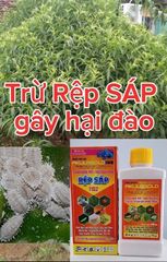(Rệp sáp cây đào) Phòng trừ rệp sáp gây hại cây đào, không nóng, mát cây, mát bông