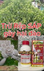 (Rệp sáp cây đào) Phòng trừ rệp sáp gây hại cây đào, không nóng, mát cây, mát bông