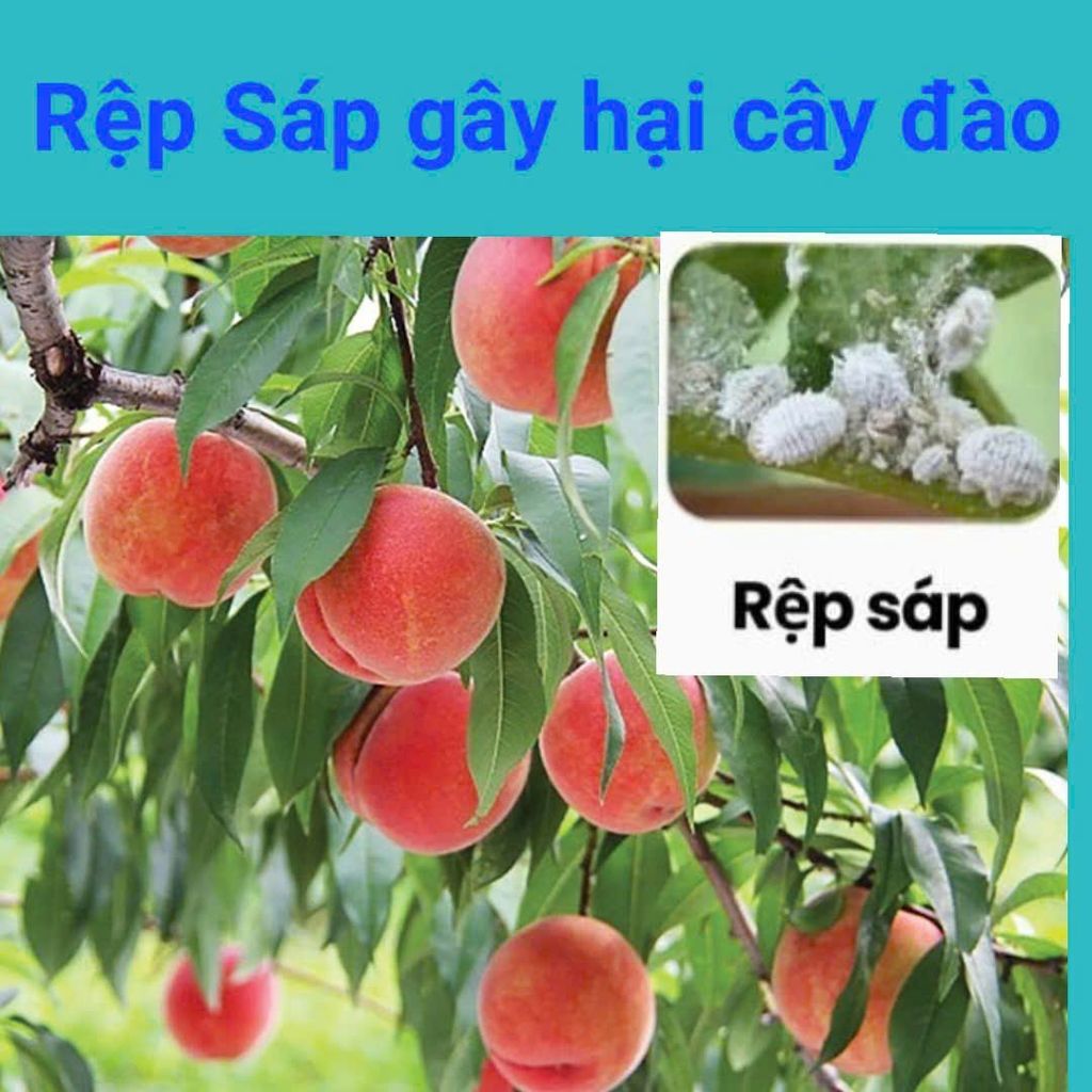 (Rệp sáp cây đào) Phòng trừ rệp sáp gây hại cây đào, không nóng, mát cây, mát bông