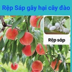 (Rệp sáp cây đào) Phòng trừ rệp sáp gây hại cây đào, không nóng, mát cây, mát bông