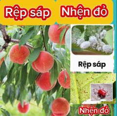 (Rệp sáp + nhện cây đào) Phòng trừ rệp sáp trên cây đào và trừ nhện đỏ, gây ung trứng trên cây đào, không nóng, mát cây, mát bông
