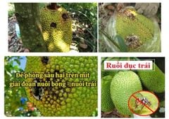 (Lớn trái mít, Sâu đục trái mít, Rệp sáp mít) Phân thúc lớn trái mít, nặng ký và phòng trị sâu đục trái mít, trừ rệp sáp mít không gây nóng trái