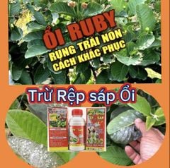 (rệp sáp ổi + chống rụng bông, trái non) Trừ rệp sáp ổi, nước sữa, không nóng và chống rụng bông, ngăn ngừa rụng trái non