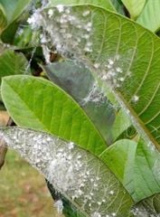(rệp sáp ổi + chống rụng bông, trái non) Trừ rệp sáp ổi, nước sữa, không nóng và chống rụng bông, ngăn ngừa rụng trái non