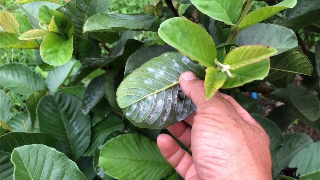 (rệp sáp ổi + chống rụng bông, trái non) Trừ rệp sáp ổi, nước sữa, không nóng và chống rụng bông, ngăn ngừa rụng trái non