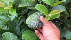 (rệp sáp ổi + chống rụng bông, trái non) Trừ rệp sáp ổi, nước sữa, không nóng và chống rụng bông, ngăn ngừa rụng trái non