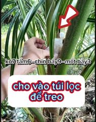 (Đuông dừa - Bọ cánh cứng) Thuốc trừ đuông dừa - bọ cánh cứng hại dừa, sieugon 85gr, rải siêu nhân 1kg