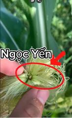 (sâu keo mùa thu) Siêu sâu 1102 20ml trừ sâu keo mùa thu, trừ sâu đục trái bắp ngô, sâu đục thân bắp ngô