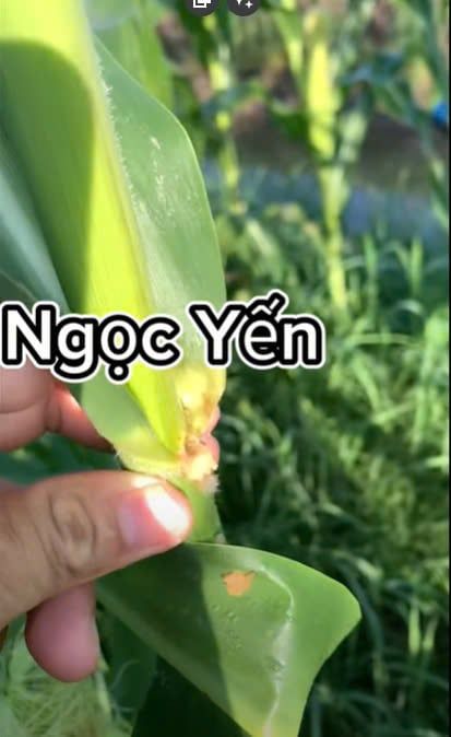 (sâu keo mùa thu) Siêu sâu 1102 20ml trừ sâu keo mùa thu, trừ sâu đục trái bắp ngô, sâu đục thân bắp ngô
