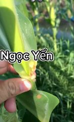 (sâu keo mùa thu) Siêu sâu 1102 20ml trừ sâu keo mùa thu, trừ sâu đục trái bắp ngô, sâu đục thân bắp ngô