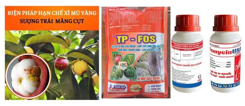 Combo phòng ngừa hiện tượng xì mủ, sượng trái măng cụt
