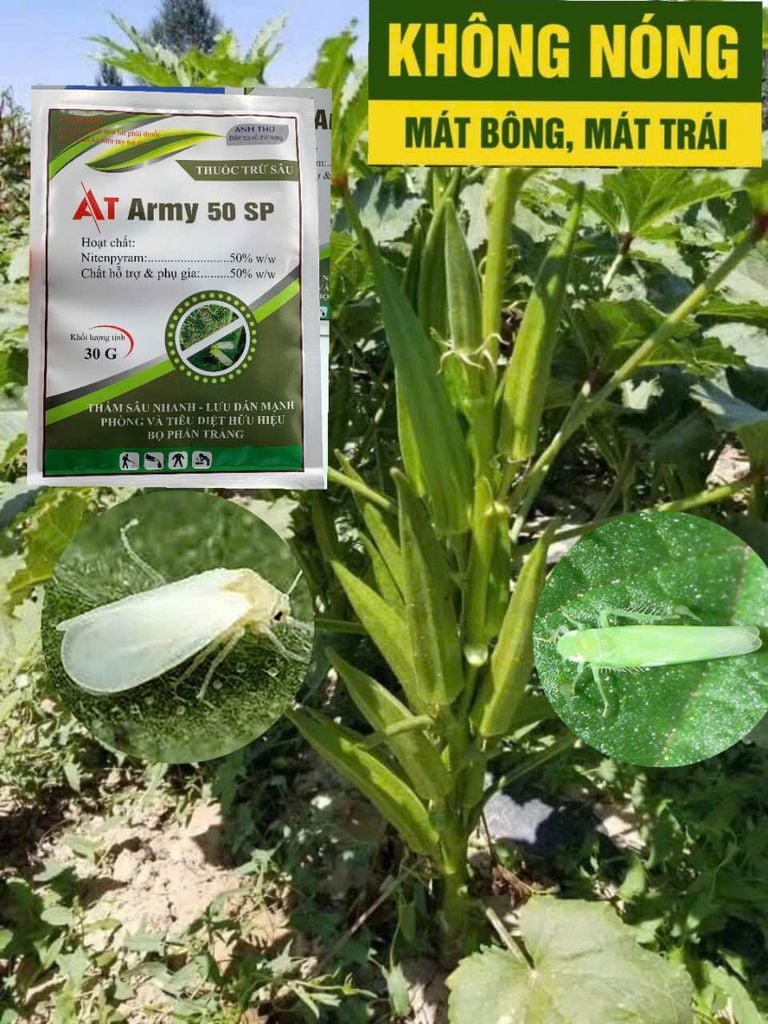 Thuốc AT ARMY 50SP trừ rầy phấn trắng đậu bắp, thuốc trị rầy xanh trên đậu bắp