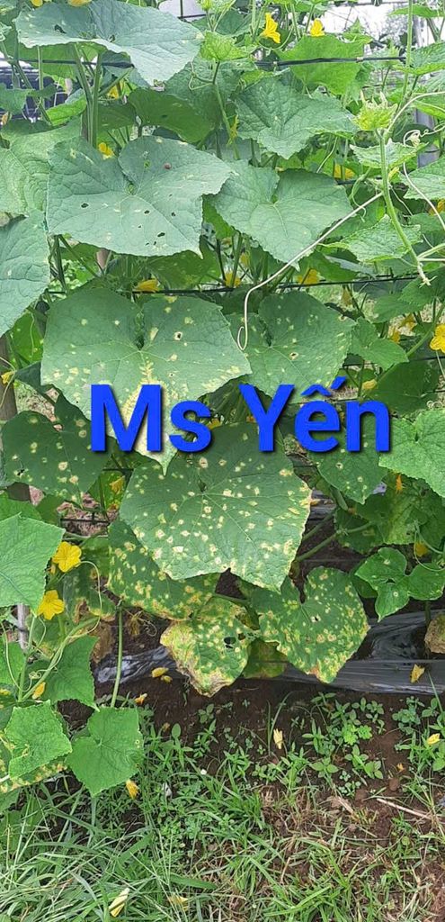 Combo trị bệnh thán thư, sương mai không nóng nhóm cây trồng bầu bí dưa (dưa leo, dưa lê, dưa chuột)