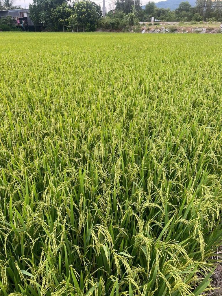 Phòng Trừ đạo ôn, lem lép, vàng lá, cháy lá vi khuẩn trên lúa