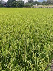 Phòng Trừ đạo ôn, lem lép, vàng lá, cháy lá vi khuẩn trên lúa