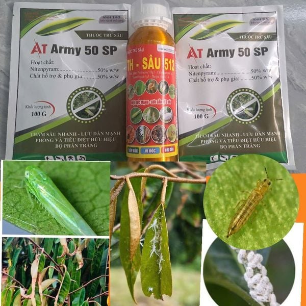 Phòng trừ, trị rầy xanh, rệp sáp, rầy phấn, bọ trĩ, sâu đục thân và mọt đục cành gây hại sầu riêng,  mát cây, mát bông, không nóng, an toàn cho giai đoạn bông và trái non