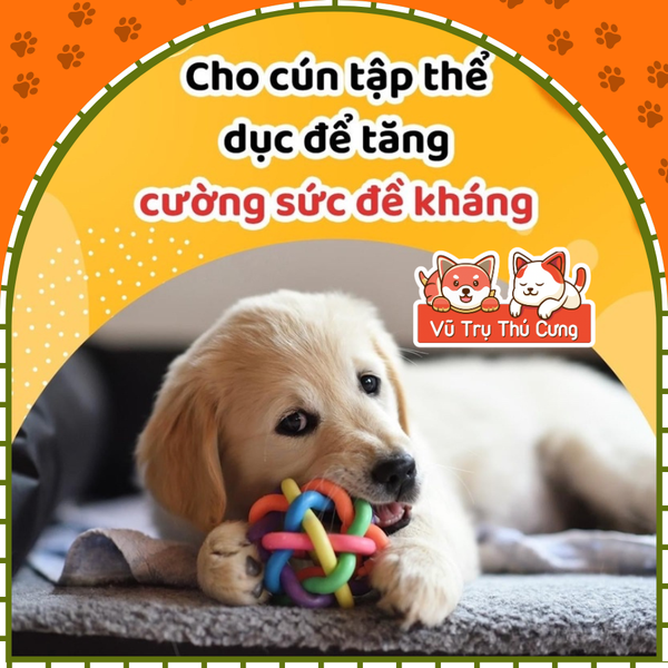 Thức ăn Pate cho chó con PEDIGREE dạng sốt vị bò, trứng và rau 80g