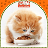 Thức ăn hạt cho mèo con Royal Canin Kitten 10Kg