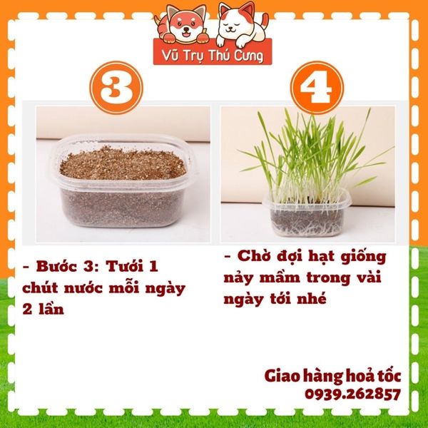 Hạt giống cỏ mèo tiêu búi lông, giảm hôi miệng, giải toả căng thẳng cho Mèo