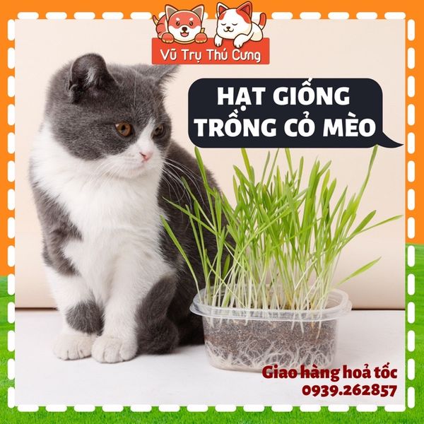Hạt giống cỏ mèo tiêu búi lông, giảm hôi miệng, giải toả căng thẳng cho Mèo