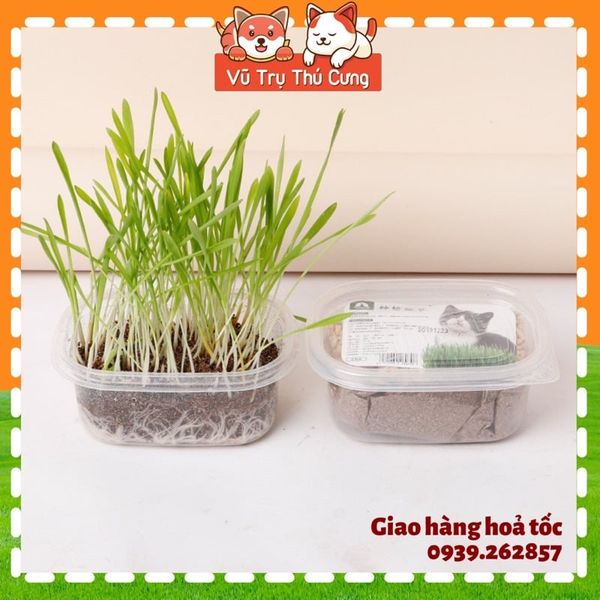 Hạt giống cỏ mèo tiêu búi lông, giảm hôi miệng, giải toả căng thẳng cho Mèo