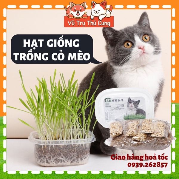 Hạt giống cỏ mèo tiêu búi lông, giảm hôi miệng, giải toả căng thẳng cho Mèo