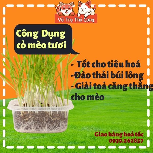 Hạt giống cỏ mèo tiêu búi lông, giảm hôi miệng, giải toả căng thẳng cho Mèo