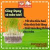 Hạt giống cỏ mèo tiêu búi lông, giảm hôi miệng, giải toả căng thẳng cho Mèo