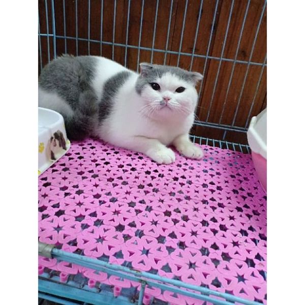 Tấm nhựa lót chuồng thú cưng, chống lọt chân, size 20x30cm