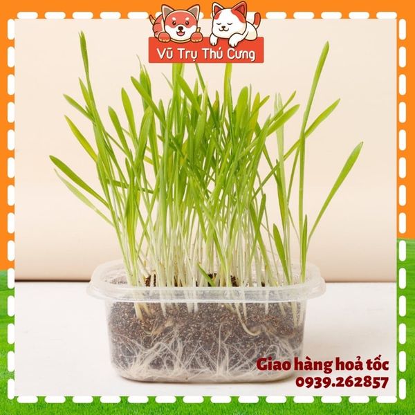 Hạt giống cỏ mèo tiêu búi lông, giảm hôi miệng, giải toả căng thẳng cho Mèo