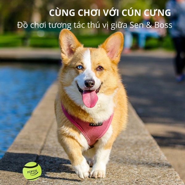 Đồ Chơi Cho Chó Combo 2 Bóng Tenis Gặm Và Huấn Luyện FOFOS