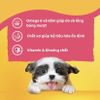 Combo 12 gói Pate Pedigree cho chó 80g