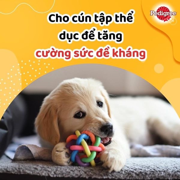 Pate Cho Chó Con Pedigree 130g, Gà nấu sốt