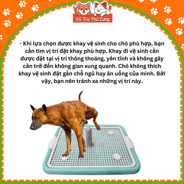 Khay vệ sinh cho Chó size 40x50cm, chất liệu nhựa siêu bền, nắp khóa chắc chắn