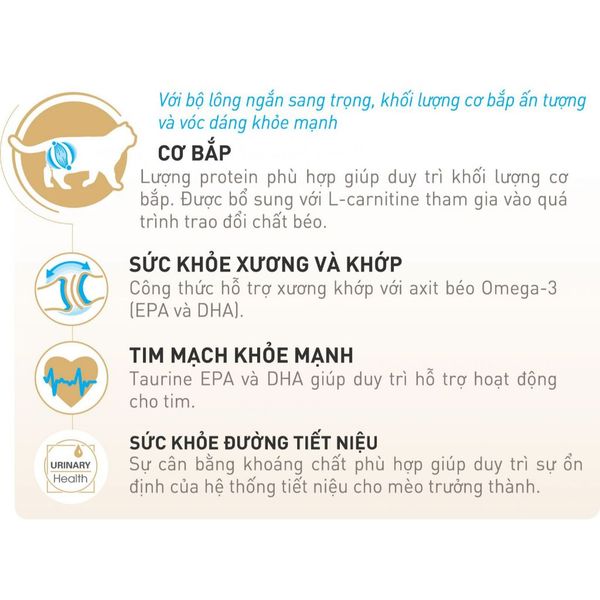 Hạt Royal Canin British Shorthair dành cho Mèo Anh Lông Ngắn trưởng thành 400g