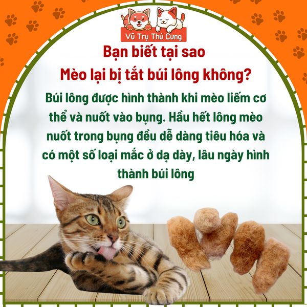 Cỏ Mèo Dạng Viên Taotaopets Giúp Tiêu Búi Lông, Giảm Hôi Miệng Mèo