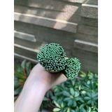 Kẽm cành, kẽm thân, que kẽm bọc nhựa 30cm, 40cm làm thân hoa giả 