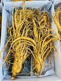  Sâm Tươi Hàn Quốc 5 Củ/kg 