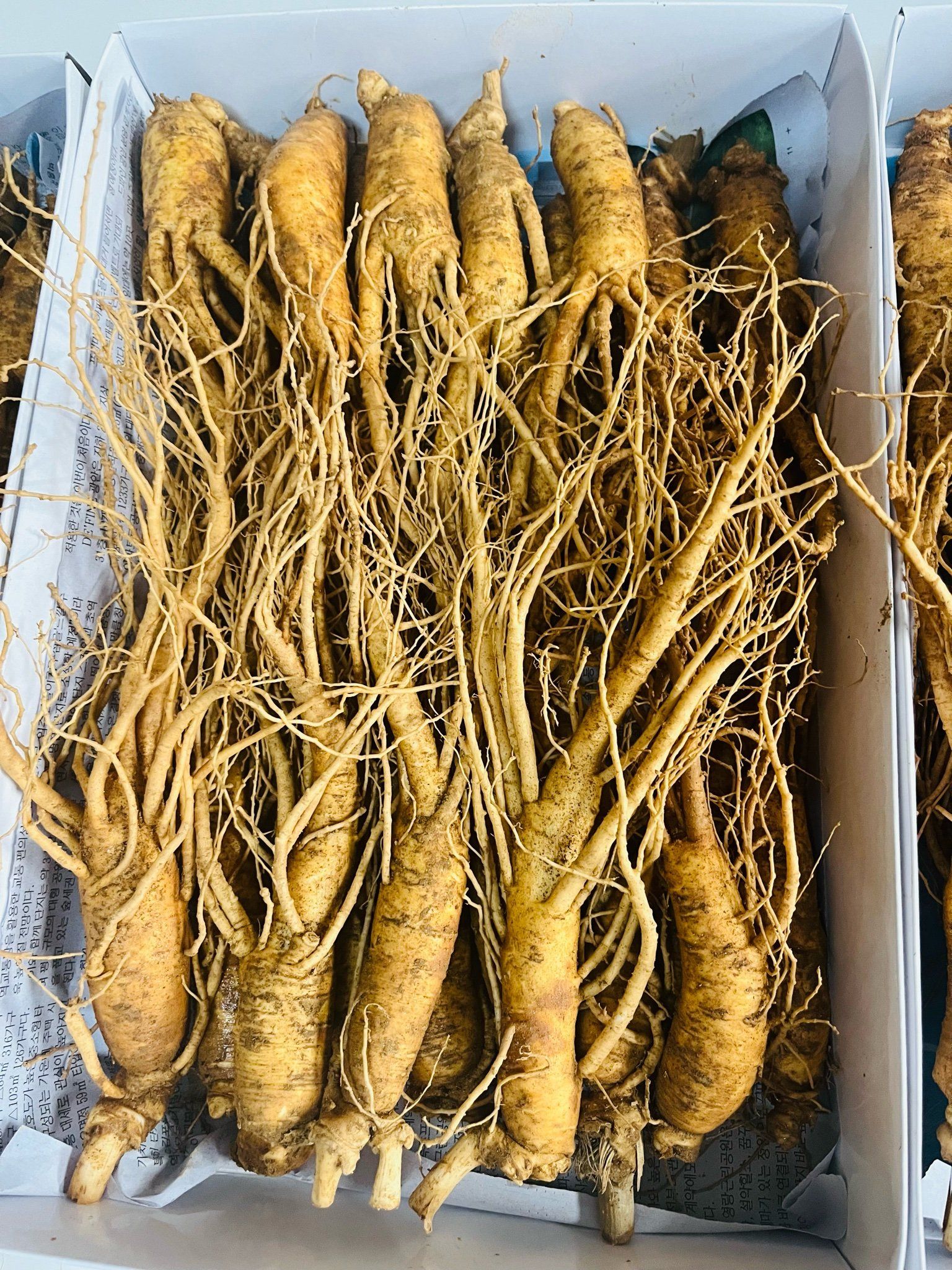 Sâm tươi Hàn Quốc Hầm Gà 20-30 củ/kg
