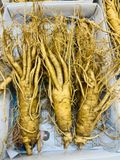  Sâm Tươi Hàn Quốc 6 Củ/kg 