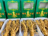  Sâm Tươi Hàn Quốc 5 Củ/kg 