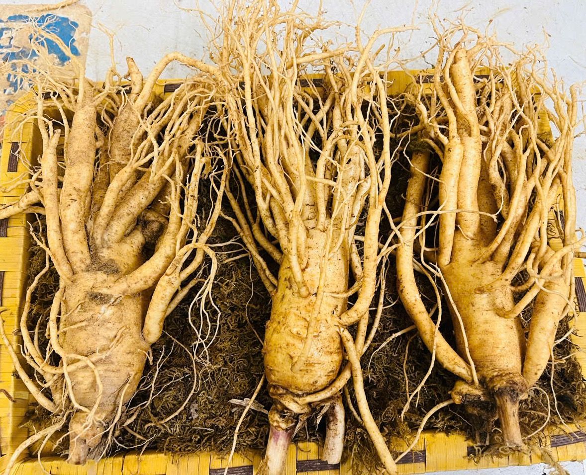  Sâm Tươi Hàn Quốc 3 Củ/kg 6 Năm Tuổi 