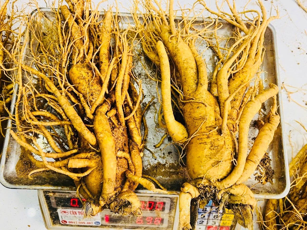Sâm Tươi Đặc Biệt Hàn Quốc 2 Củ 1 kg