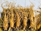  Sâm Tươi Hàn Quốc 5 Củ/kg 