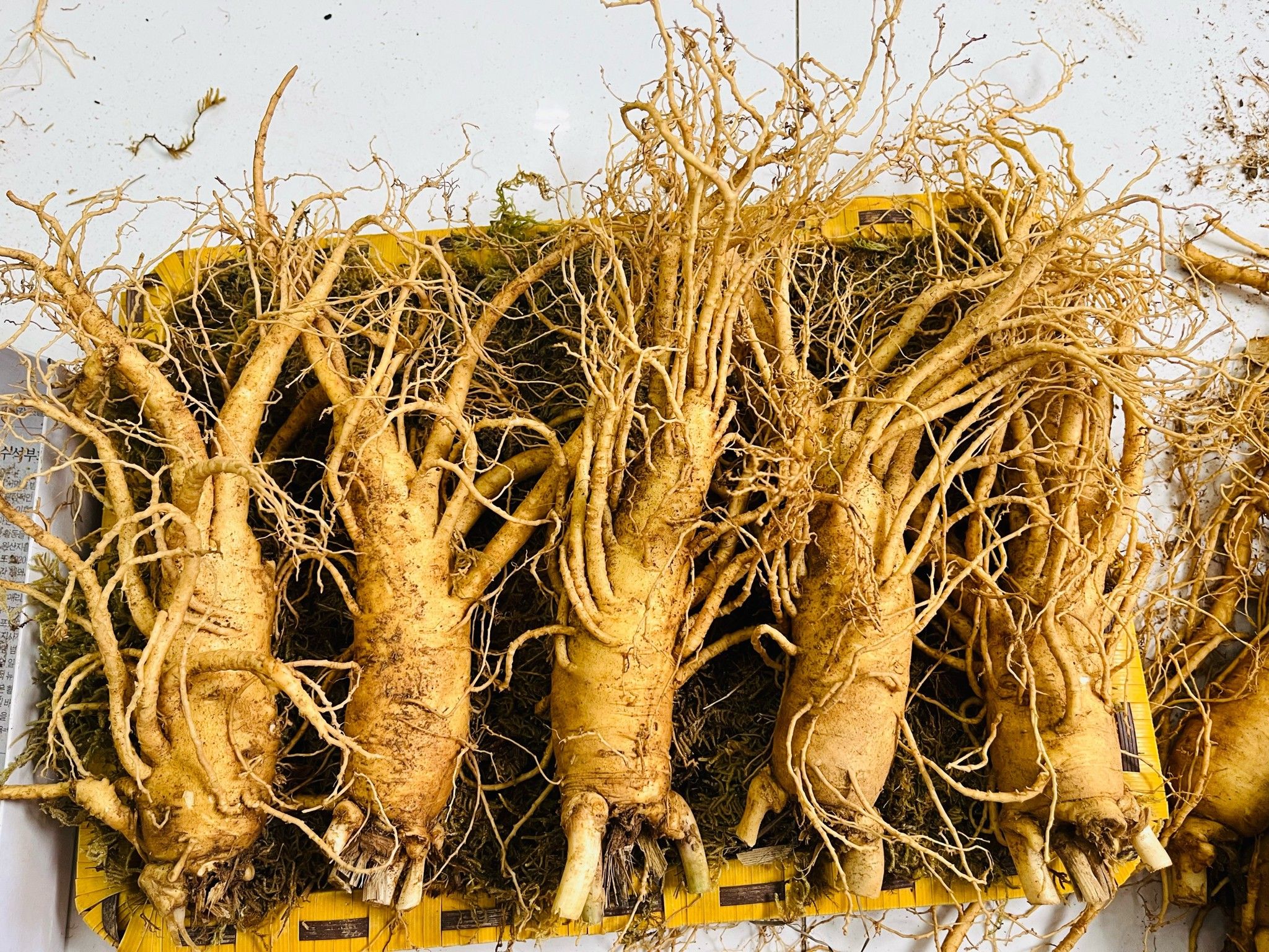 Sâm Tươi Hàn Quốc 5 Củ/kg
