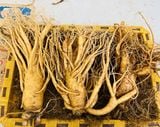  Sâm Tươi Hàn Quốc 3 Củ/kg 6 Năm Tuổi 