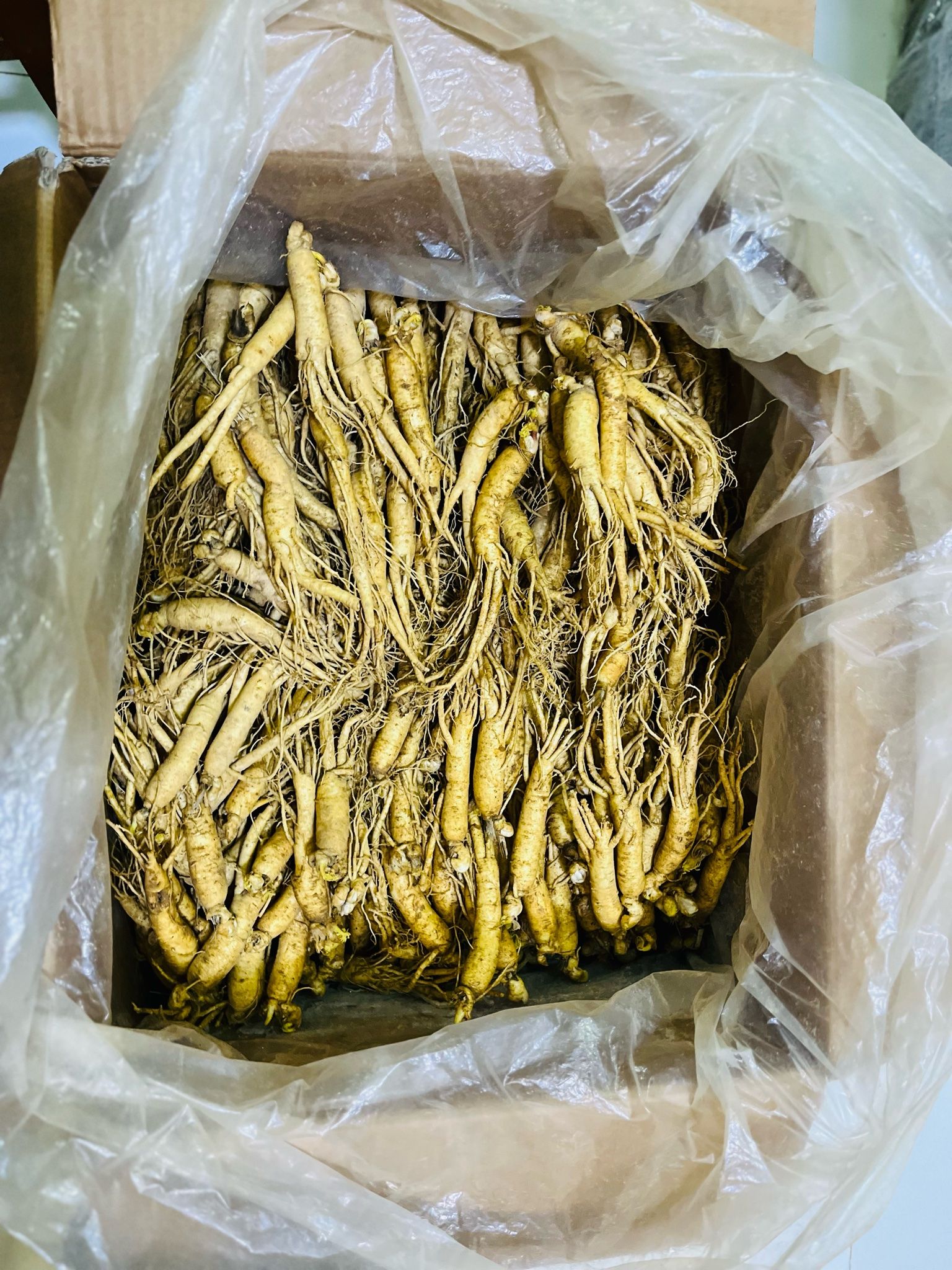  Sâm Tươi Hàn Quốc Hầm Gà 